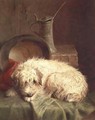 A Terrier - John Fitz Marshall