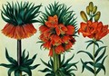 Crown Imperial Lily - Alexander Marshal