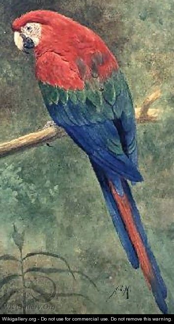 Red and Blue Macaw - Henry Stacy Marks