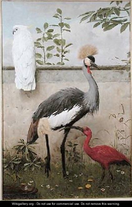 Cockatoo Crested Crane and Scarlet Ibis - Henry Stacy Marks