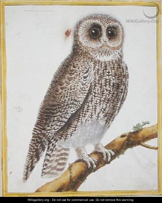 Owl from Histoire Naturelle des Oiseaux by Georges de Buffon 1707-88 - Francois Nicolas Martinet