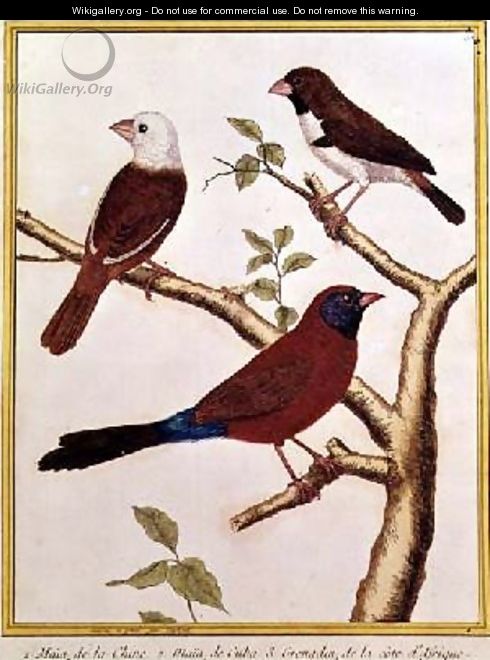 White-headed Munia Double Coloured Seed Eater and Violet Eared Waxbill - Francois Nicolas Martinet