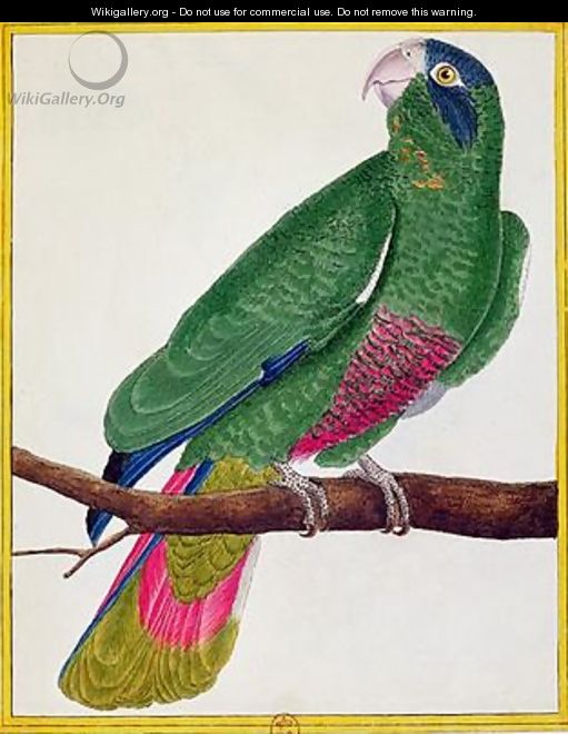 Parrot from Histoire Naturelle des Oiseaux by Georges de Buffon - Francois Nicolas Martinet