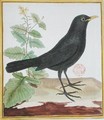 Male French blackbird from Histoire Naturelle des Oiseaux by Georges du Buffon 1707-88 - Francois Nicolas Martinet