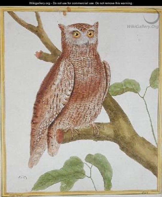 Scops Owl from Histoire Naturelle des Oiseaux by Georges de Buffon 1707-88 - Francois Nicolas Martinet