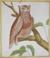 Scops Owl from Histoire Naturelle des Oiseaux by Georges de Buffon 1707-88 - Francois Nicolas Martinet