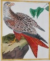 Kite from Histoire Naturelle des Oiseaux by Georges de Buffon 1707-88 - Francois Nicolas Martinet