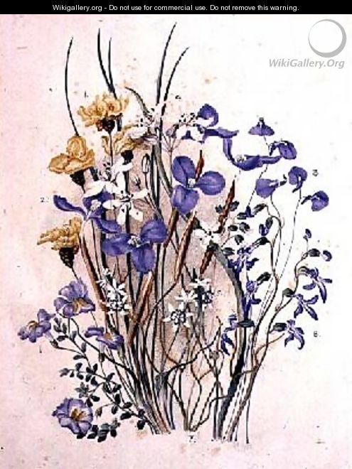 Spring Flowers - Caroline Louisa Meredith