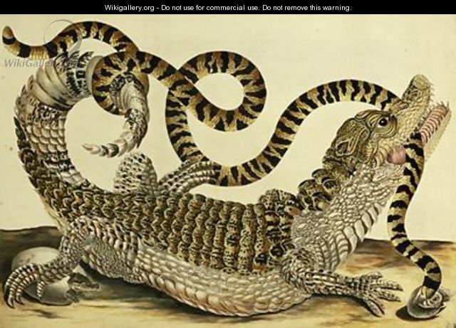 Alligator and Snake 1730 - Maria Sibylla Merian