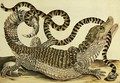 Alligator and Snake 1730 - Maria Sibylla Merian