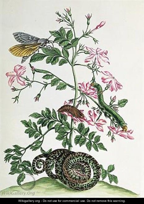 Jasmine with snake moth caterpiller and chrysalis plate 46 from Over de Voorteeling 1730 - Maria Sibylla Merian