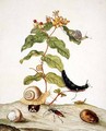 Hypericum Baxiforum with snails and a beetle 1695 - Maria Sibylla Merian