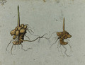 Studies of Tubers of Figwort (Scrophularia nodosa L.) - Gherado Cibo