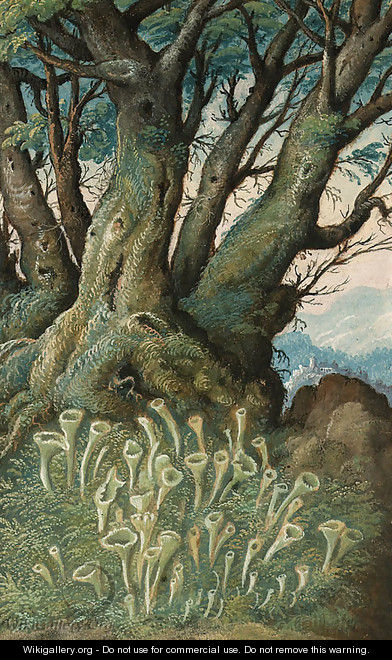 Cladonia pixidata (Lichen) and Carpinus betulus (Hornbeam) - Gherado Cibo