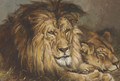 Sketch for 'Lion and Lioness Resting' - Geza Vastagh