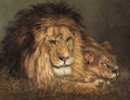 A lion and lioness resting - Geza Vastagh