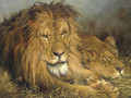 A Lion and a Lioness - Geza Vastagh