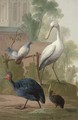Pigeons, guinea fowl and a spoonbill in a garden, by a walled palace - Gerrit van den Heuvel