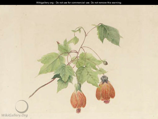 A study of a Chinese bell flower - Geraldine Jacoba Van De Sande Bakhuyzen