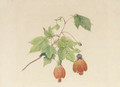A study of a Chinese bell flower - Geraldine Jacoba Van De Sande Bakhuyzen