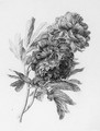 Paeonia officinalis (Double Peony) - Gerard Van Spaendonck