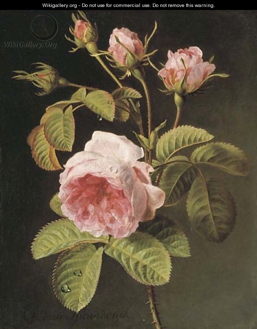 A sprig of pink cabbage roses - Gerard Van Spaendonck
