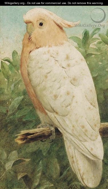 Pink cockatoo - Henry Stacy Marks