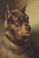 A border terrier - Herbert William Weekes