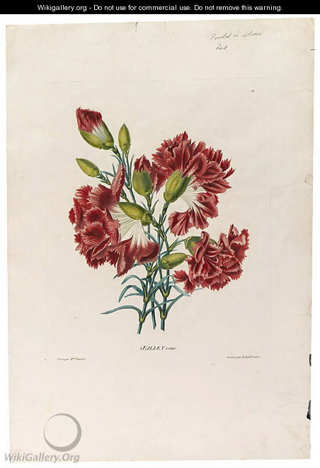 Carnation - Henriette Antoinette Vincent