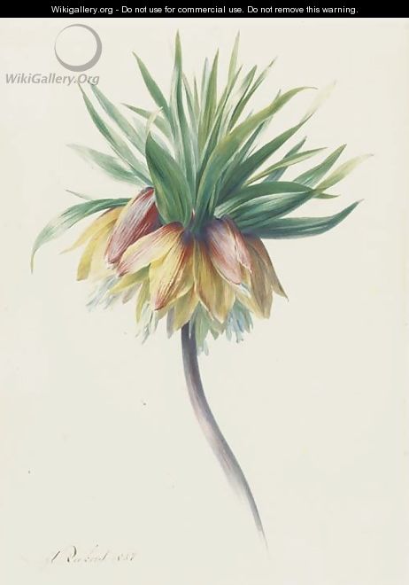 Fritillaria imperialis (Crown Imperial) - Hendrik Reekers