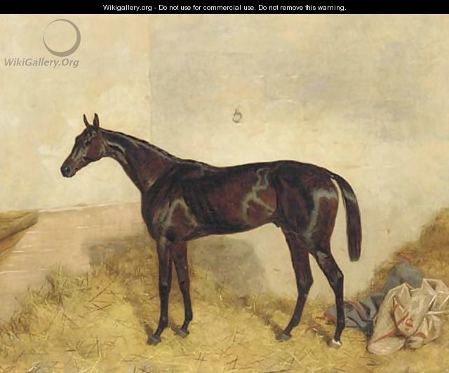 A dark bay racehorse in a loosebox - Harry Hall