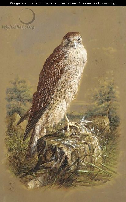 A sparrow hawk - Henry Bright