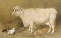 Cow with ducks in a barn - Harrison William Weir