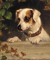 An inquisitive terrier - George Holmes