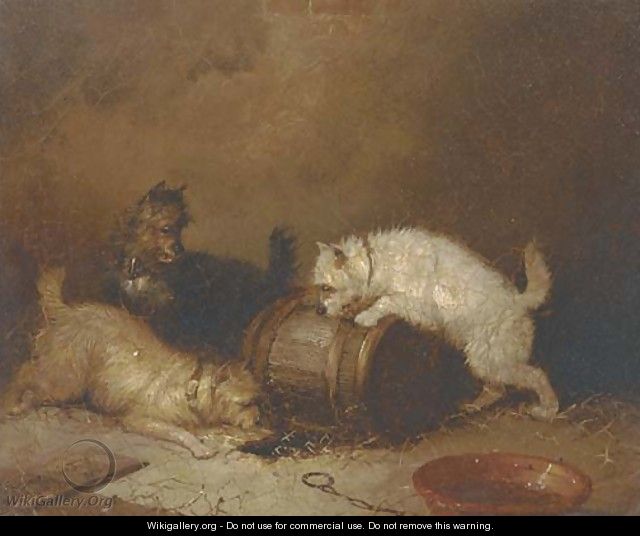 Terriers ratting - George Armfield