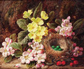 Primroses, apple blossom, and a bird's nest, on a mossy bank - George Clare