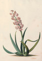 Hyacinthus orientalis - Georg Dionysius Ehret