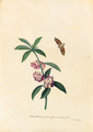 Balsamina (Balsam) and a hovering Moth - Georg Dionysius Ehret
