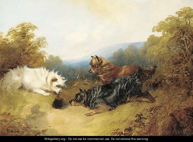 Terriers rabbiting - George Armfield