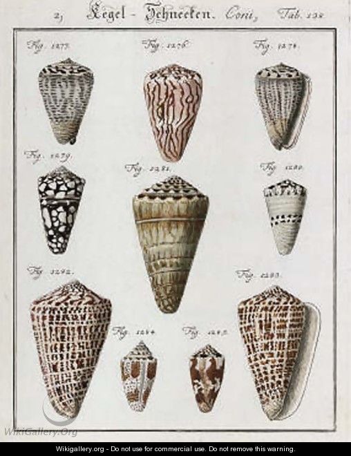 Studies of Shells - Friedrich Heinrich Wilhelm Martini