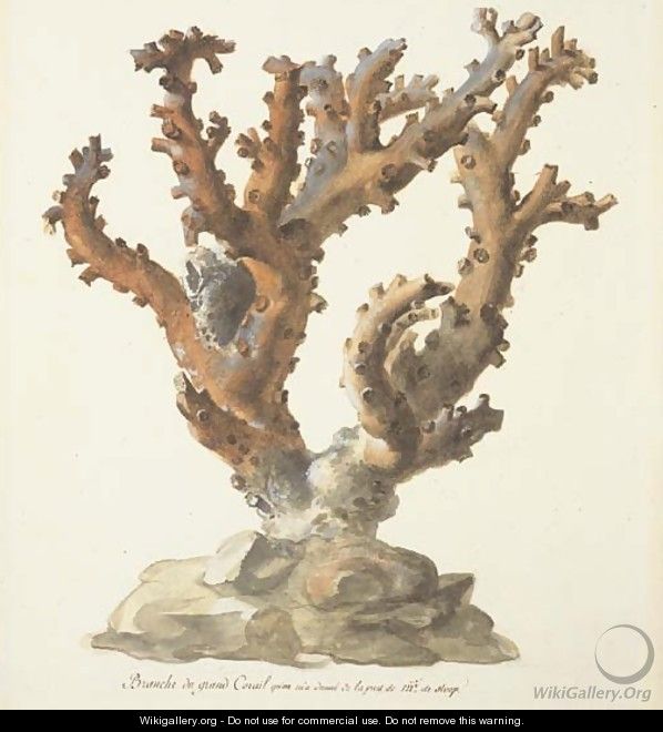 A large branch of coral - French School
