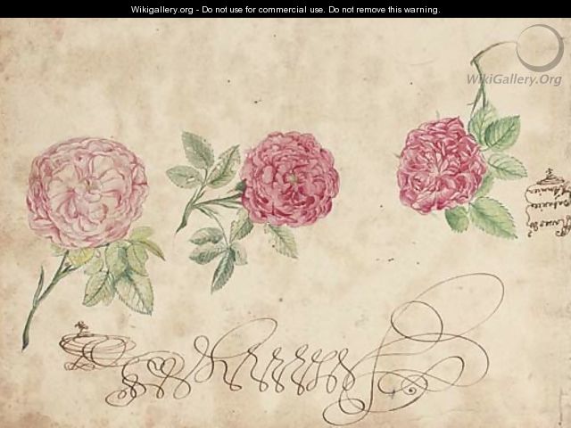 Three studies of a rose - French School