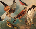Studies of Birds - French School