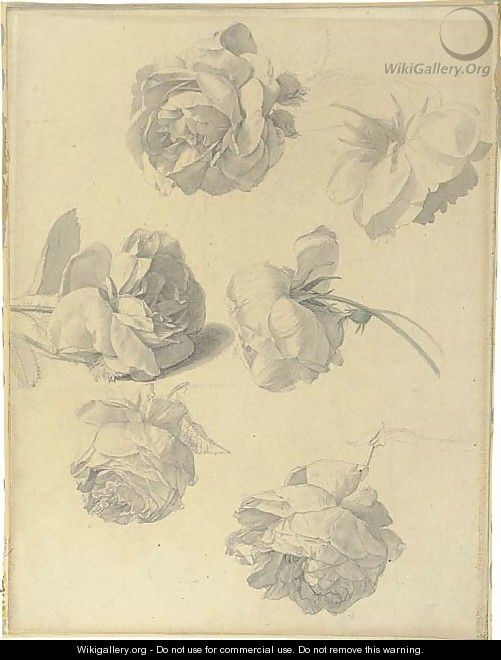 Studies of six roses - French Or Dutch School