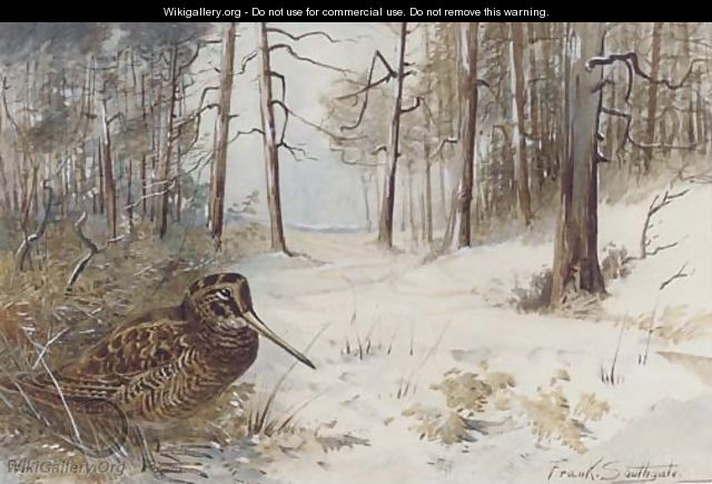 Woodcock in winter - Frank Southgate