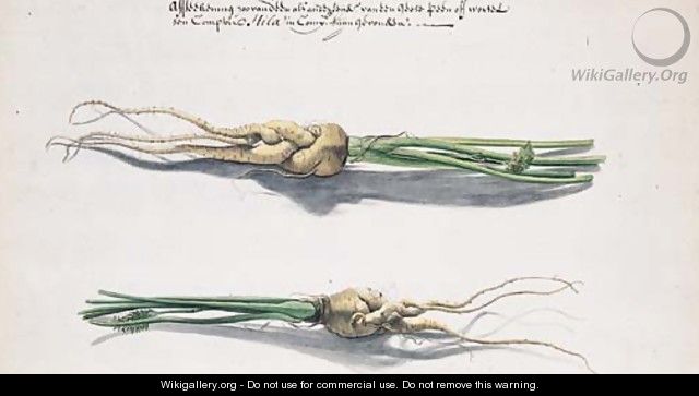 Two Studies of Parsnips - Frans Withoos