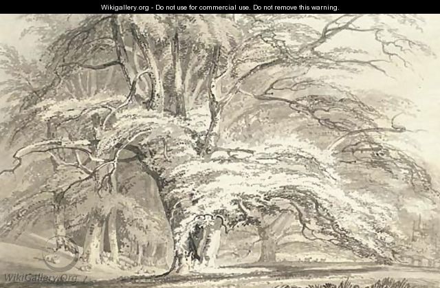 Beech Trees at Cassiobury Park, Hertfordshire - Joseph Mallord William Turner