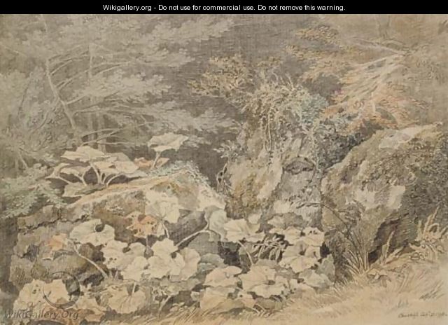 A study of undergrowth at Chudleigh, Devon - John White Abbott