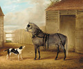 A saddled grey horse and a dog by a barn - John Vine