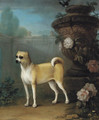 A pug beside an classical urn - John Wootton